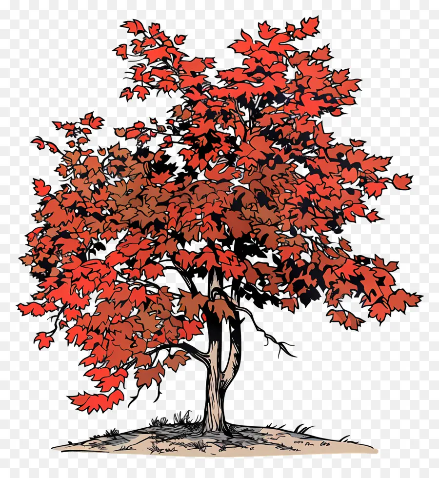 árbol De Arce，Arce Rojo PNG