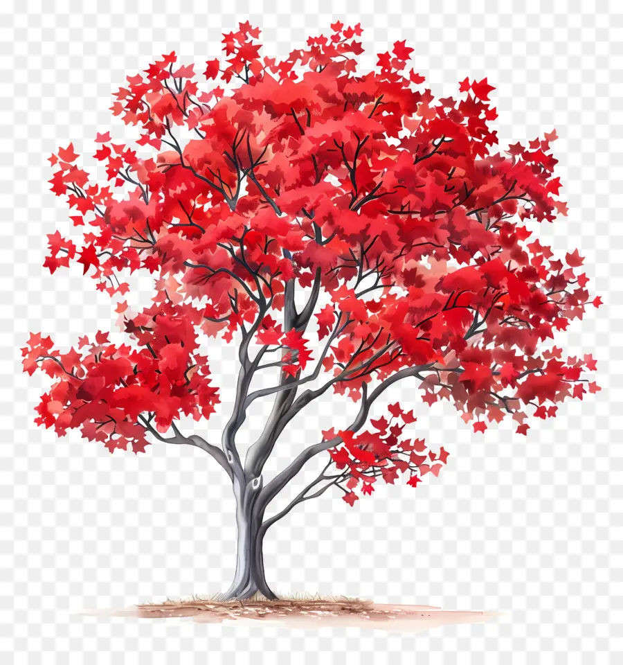 árbol De Arce，Arce Rojo PNG