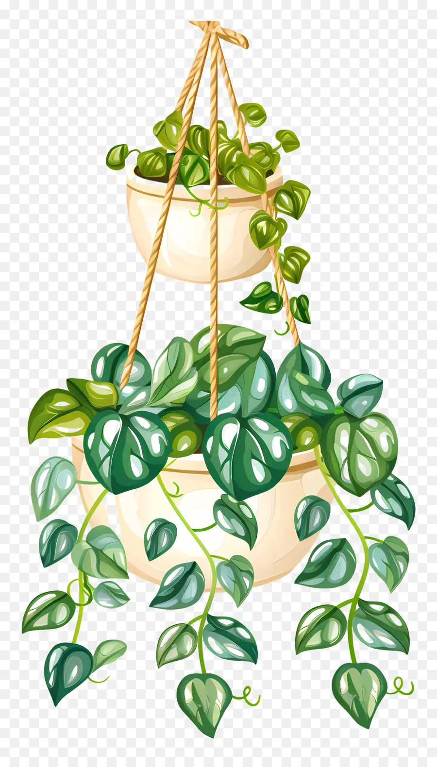 Las Plantas Colgantes，Planta En Maceta Colgante PNG