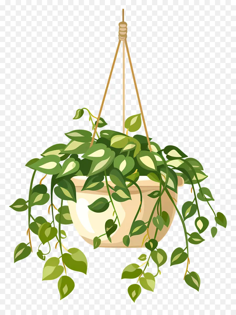 Las Plantas Colgantes，Helecho En Maceta PNG