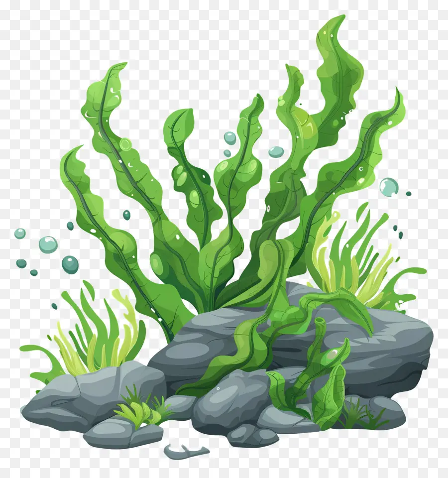 Algas Con Rocas，Algas Verdes PNG