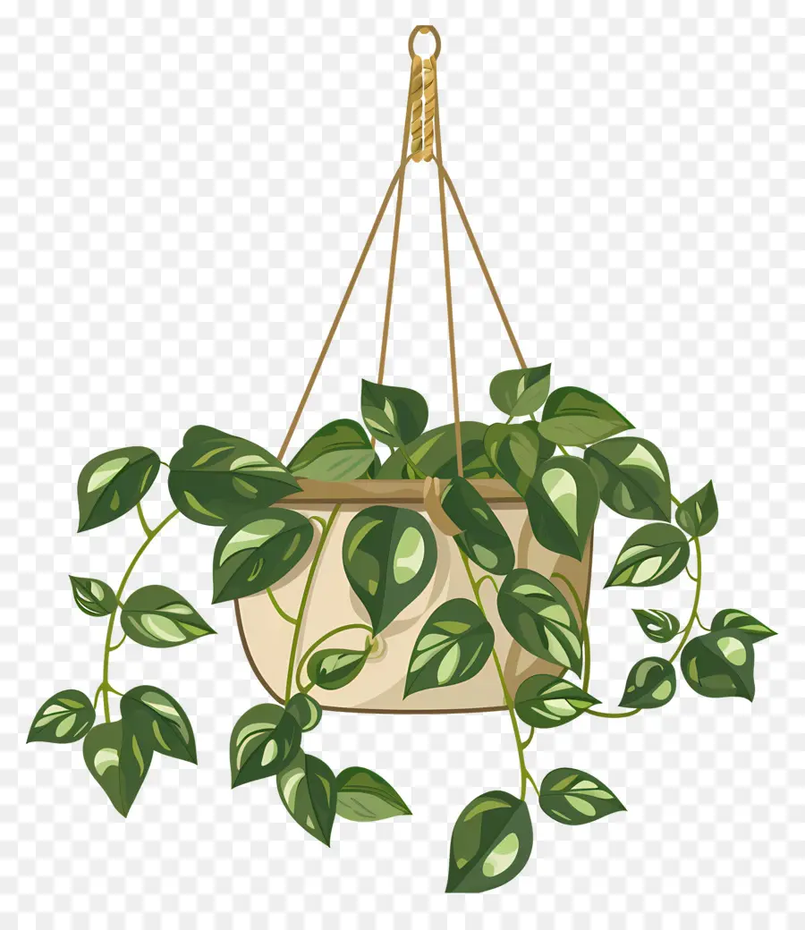 Las Plantas Colgantes，Planta En Maceta Colgante PNG