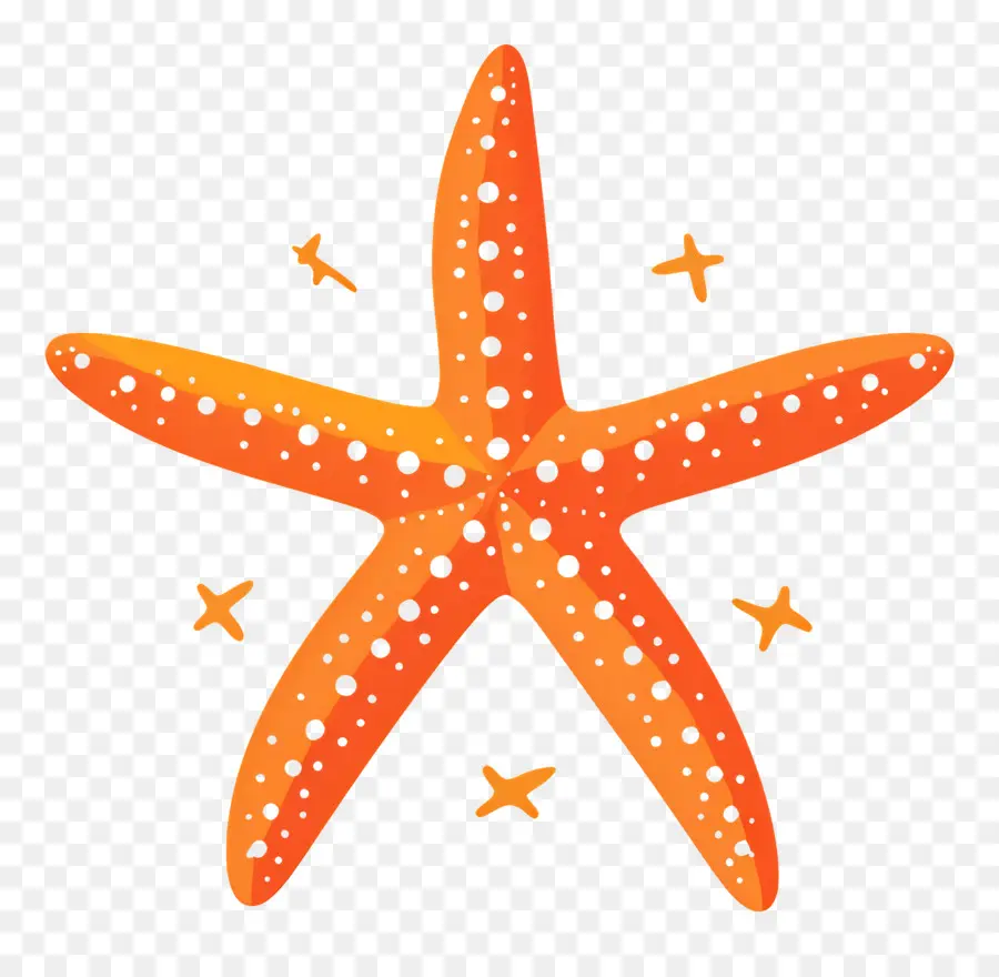 Estrella De Mar，Naranja Estrella De Mar PNG