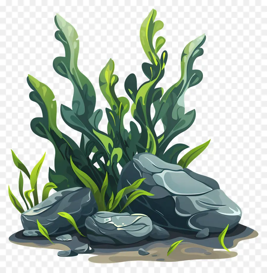 Algas Con Rocas，Alga PNG