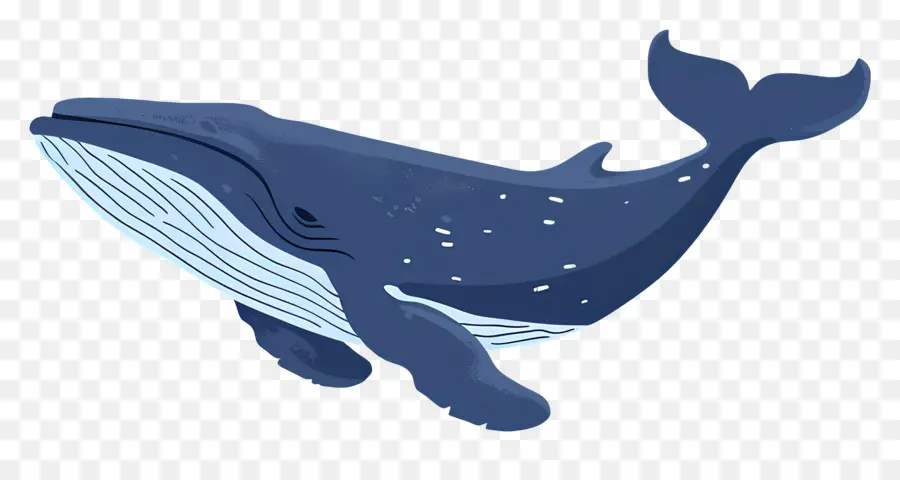 Ballena，La Ballena Azul PNG