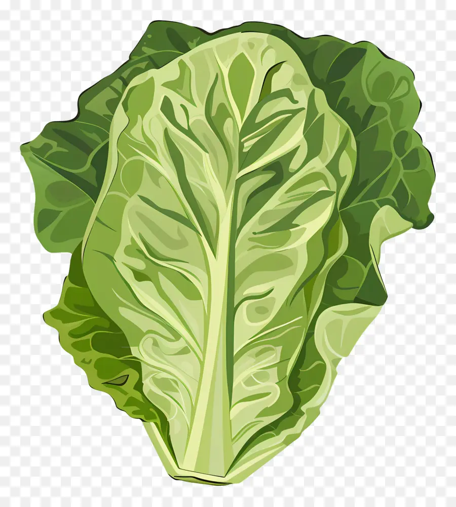 Lechuga，Verdes De Hoja PNG