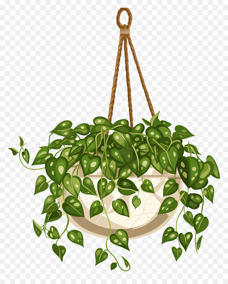 Las Plantas Colgantes，Las Plantas De Interior PNG