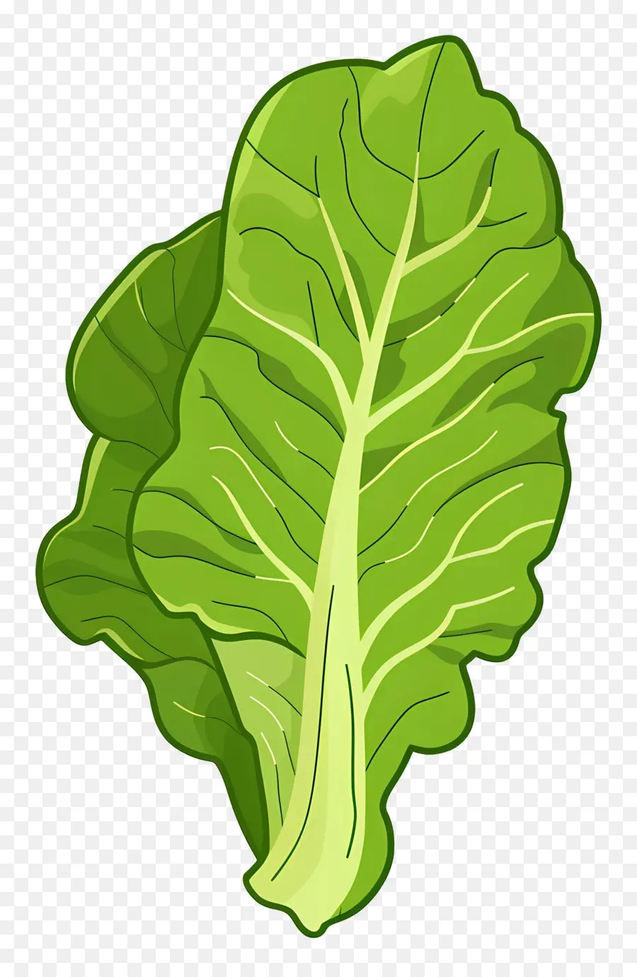 Lechuga，Hojas Verdes PNG