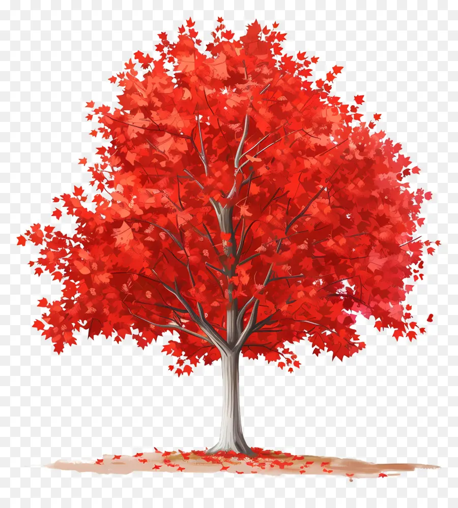 árbol De Arce，Arce Rojo PNG