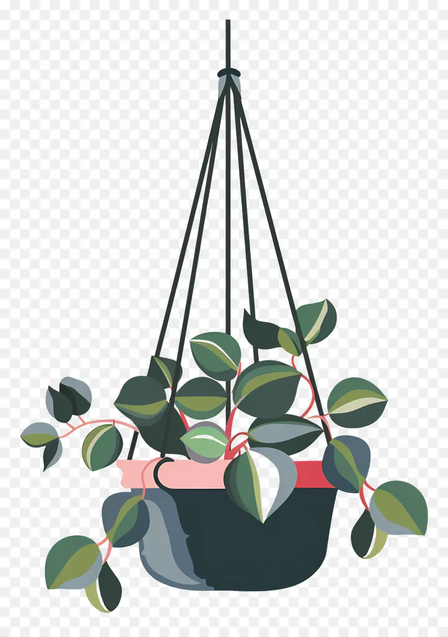 Las Plantas Colgantes，Dibujo De Plantas Colgantes PNG