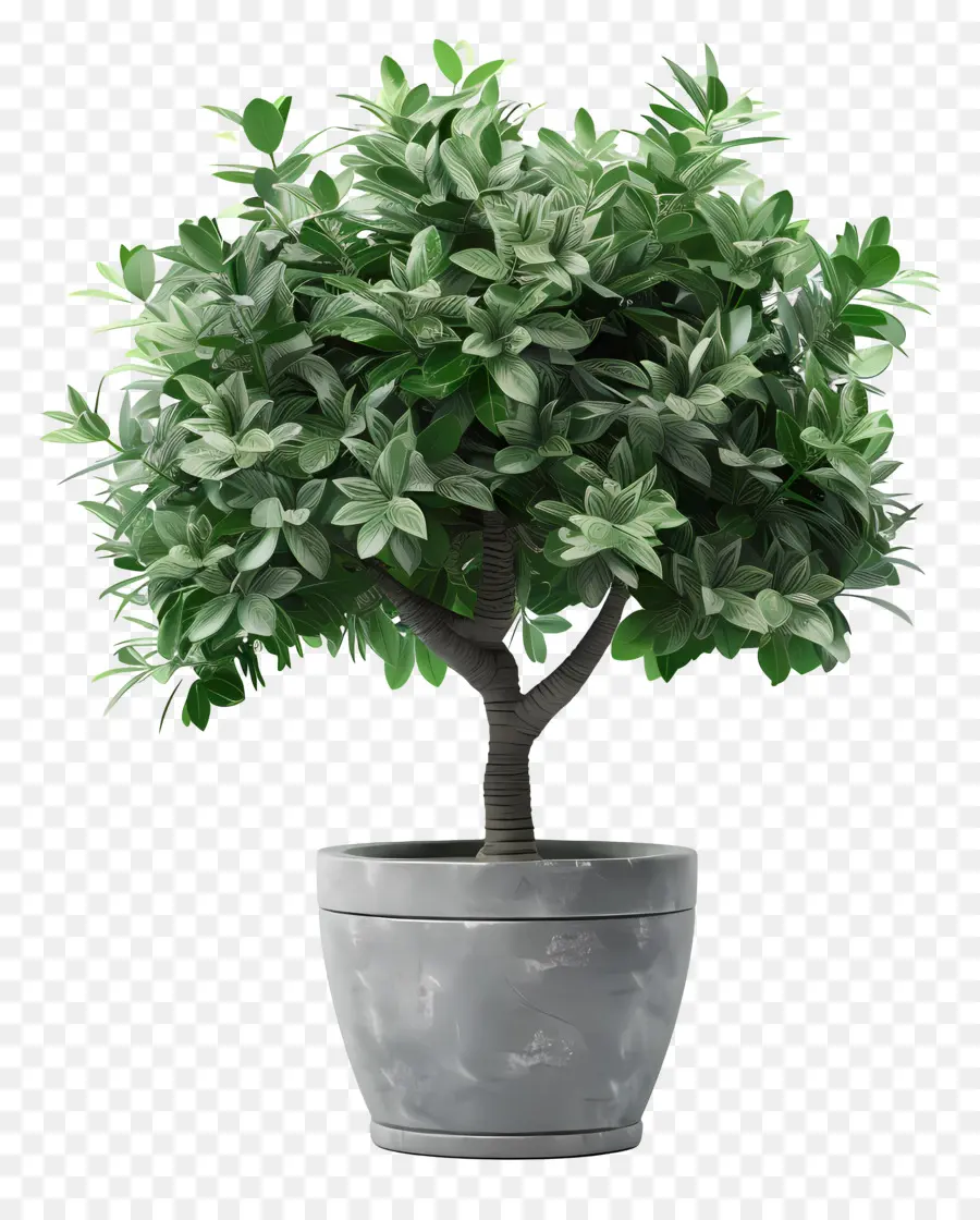 Dollar Tree，árbol De Los Bonsais PNG