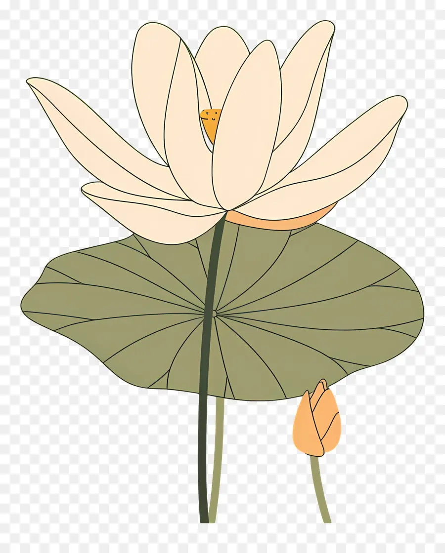 Lotus，Flor De Loto PNG