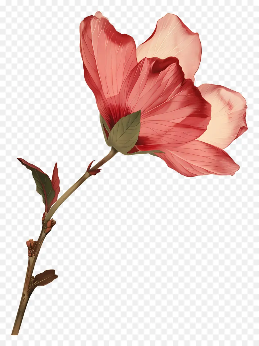 Flor Con Tallo，Flor Roja PNG