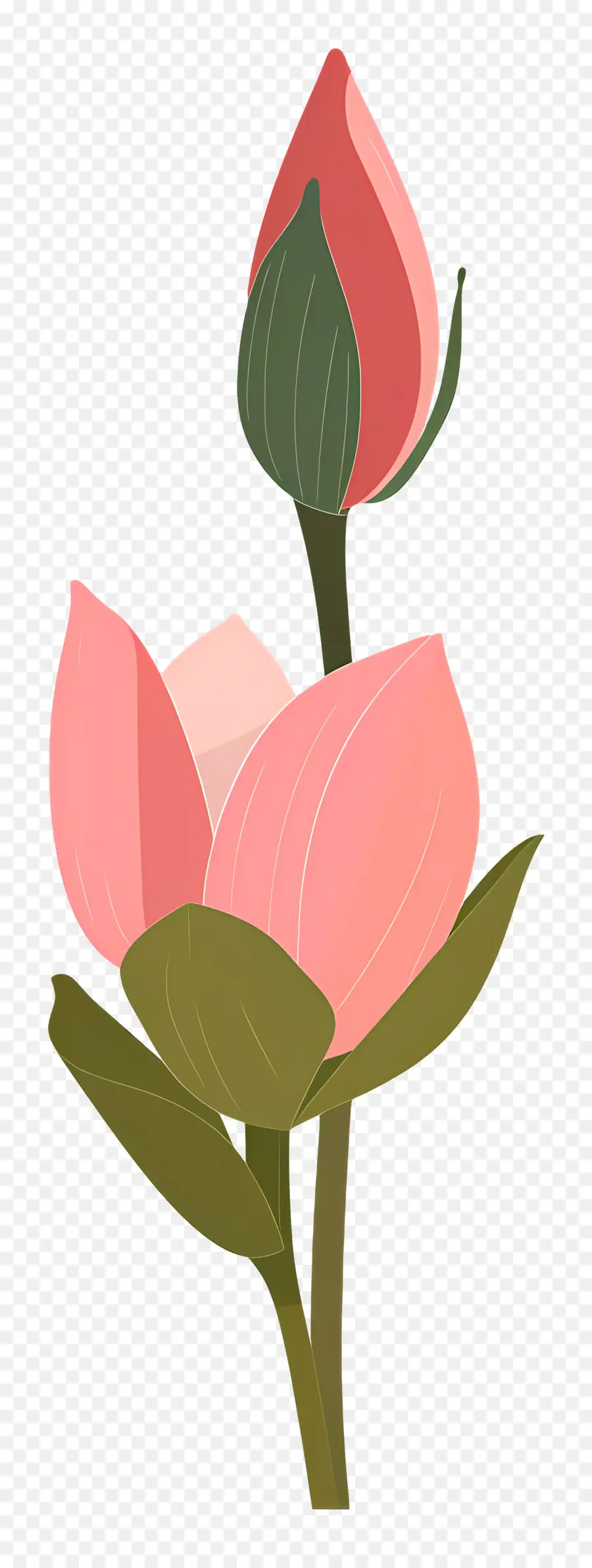 Flor De Loto，Flor PNG