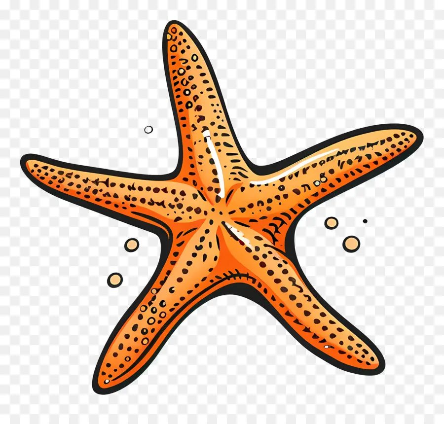 Estrella De Mar，Mar PNG