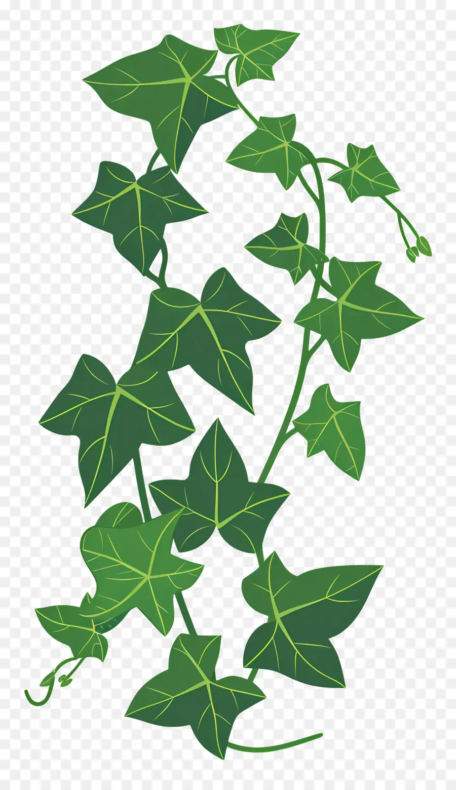 Ivy，Vid PNG