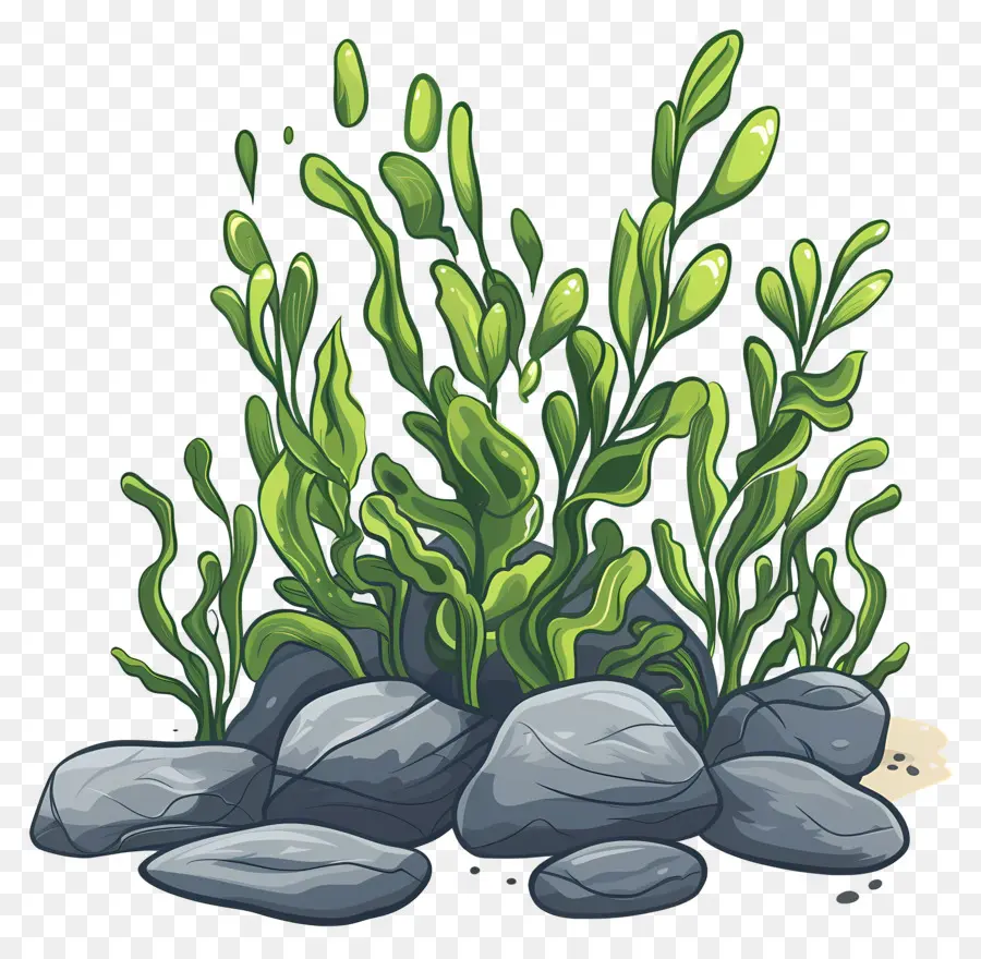 Algas Con Rocas，Alga PNG