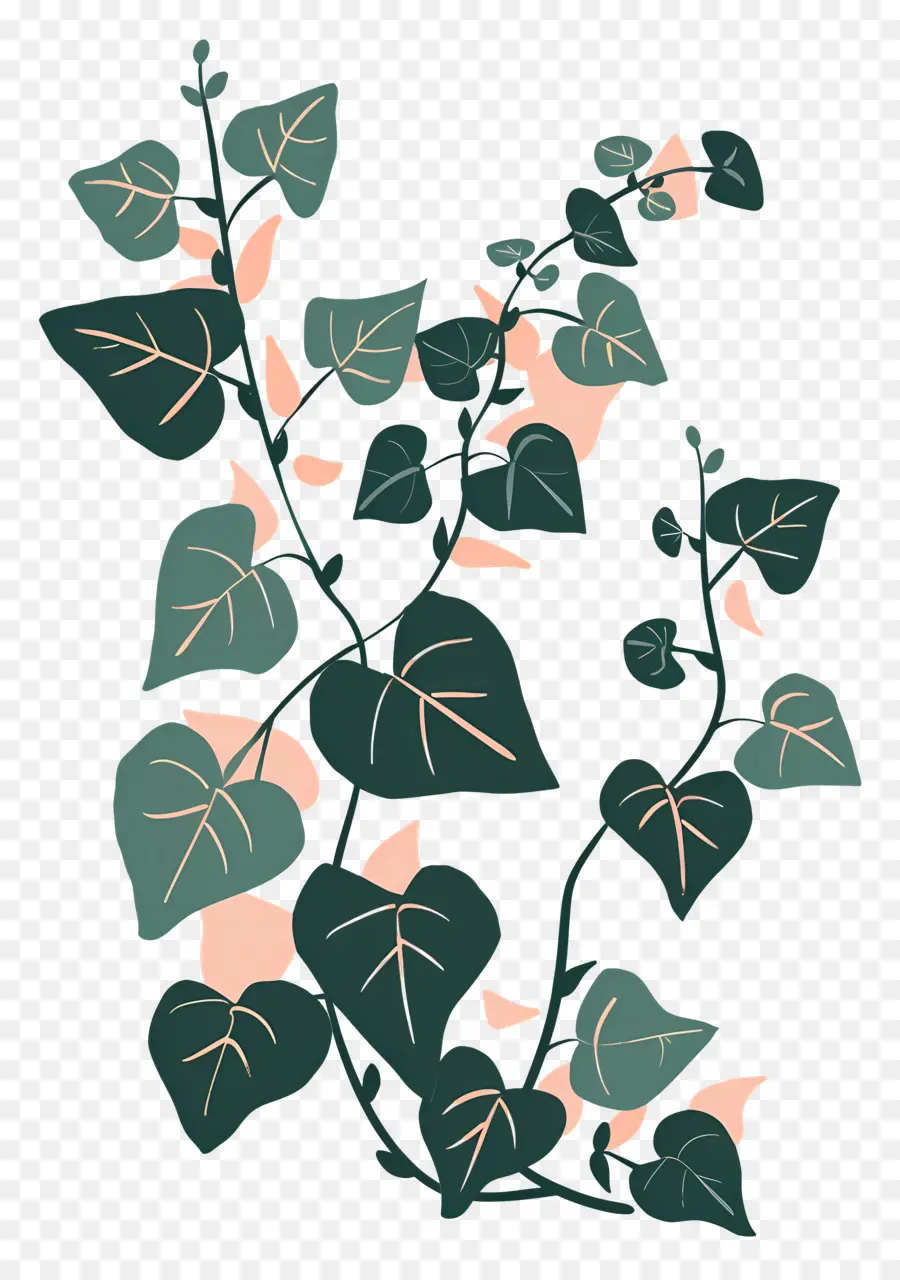 Ivy，Planta PNG