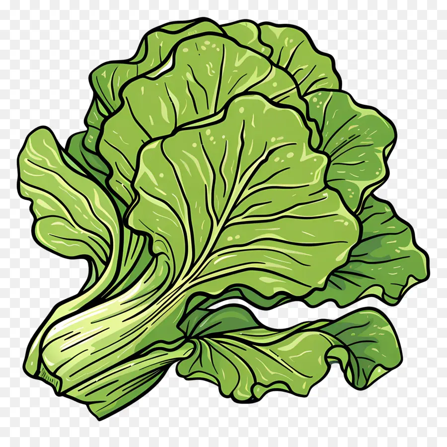 Lechuga，Hojas Verdes PNG