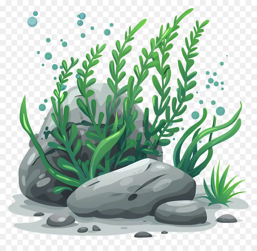 Algas Con Rocas，Alga PNG