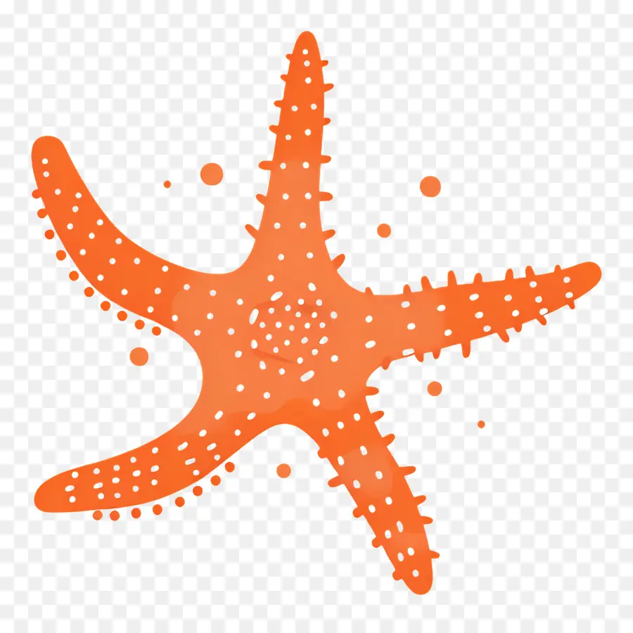 Estrella De Mar，Rojo PNG