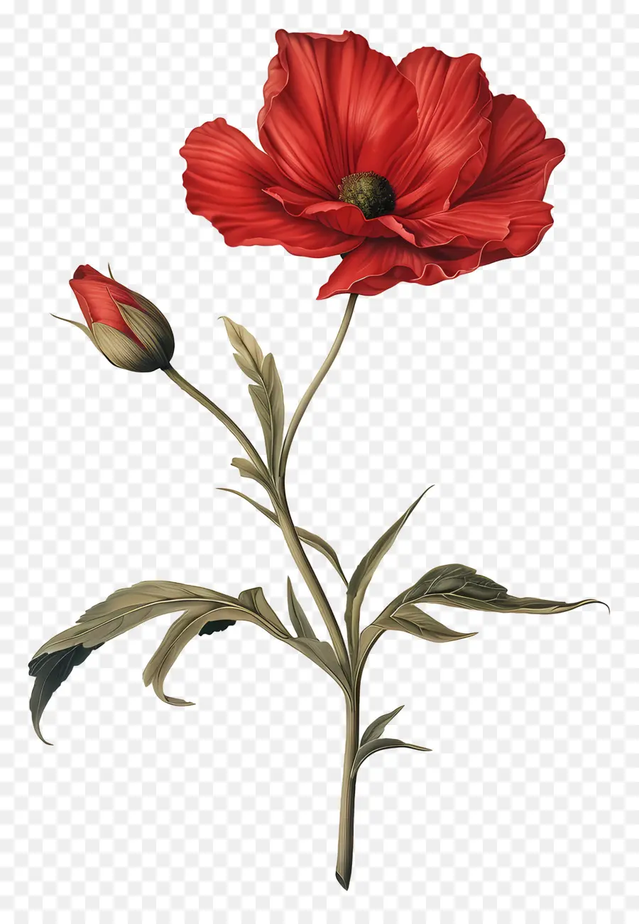 Flor Con Tallo，Flor De Amapola Roja PNG