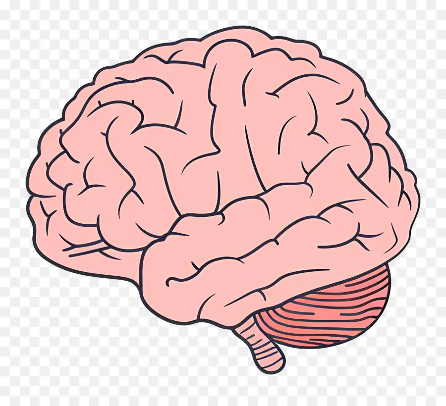 Cerebro，El Cerebro Humano PNG