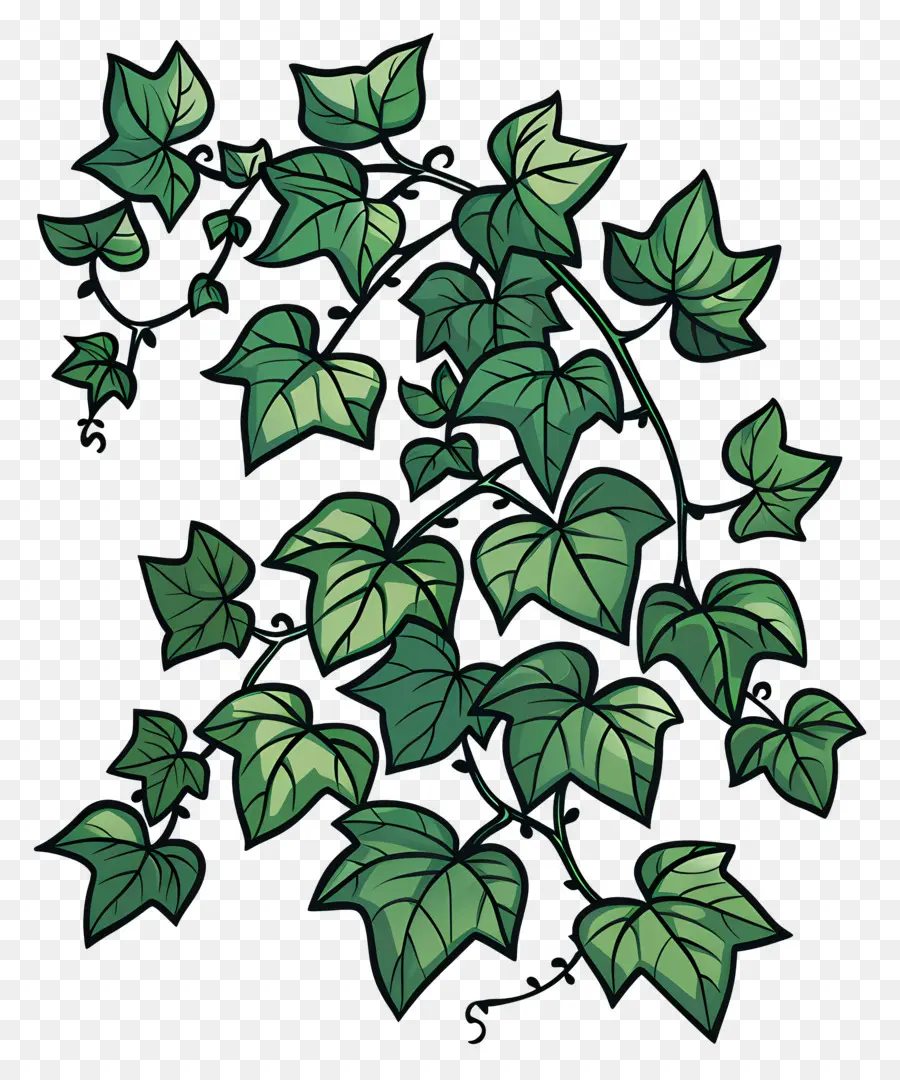 Ivy，Vid PNG