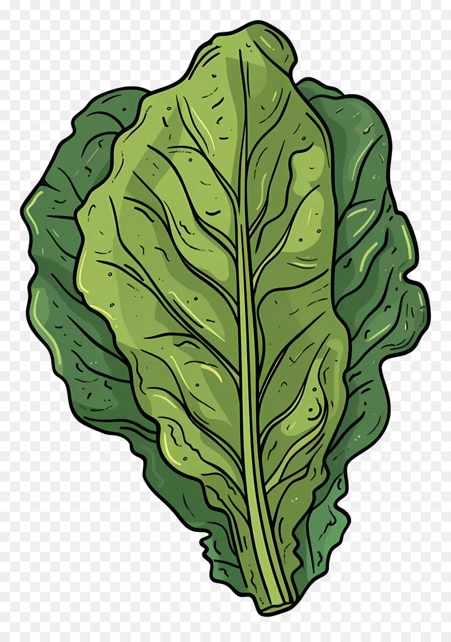 Lechuga，Hojas Verdes PNG