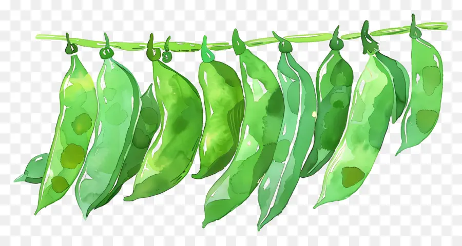 Judías Verdes，Guisantes Verdes PNG