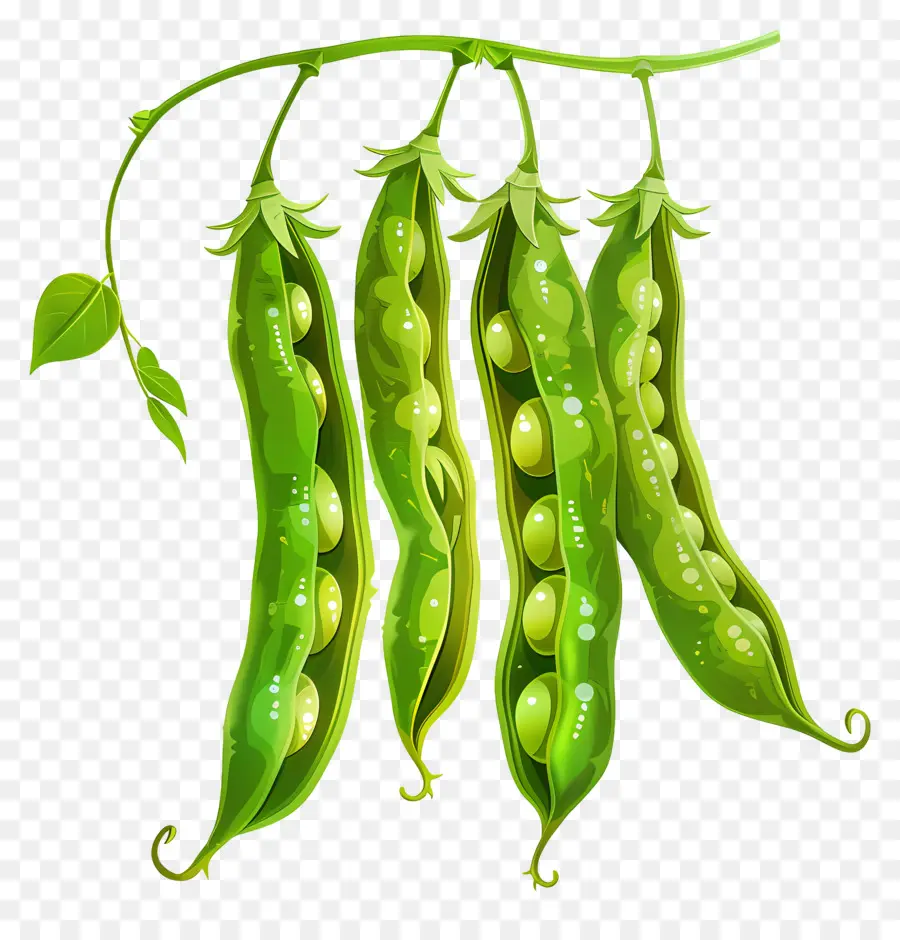 Judías Verdes，Guisantes Verdes PNG