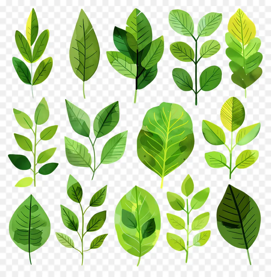 Hojas Verdes，Naturaleza PNG