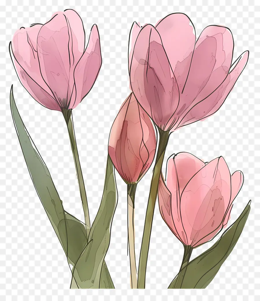 Tulipanes Rosados，Flor Roja PNG