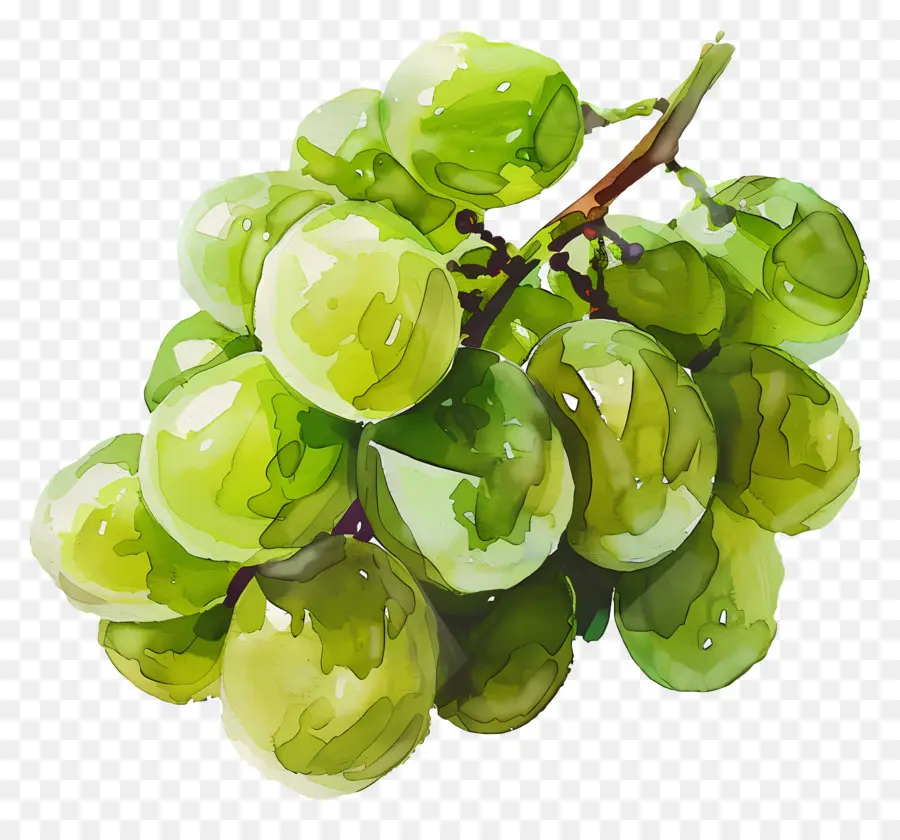 Uvas Verdes，Las Uvas PNG