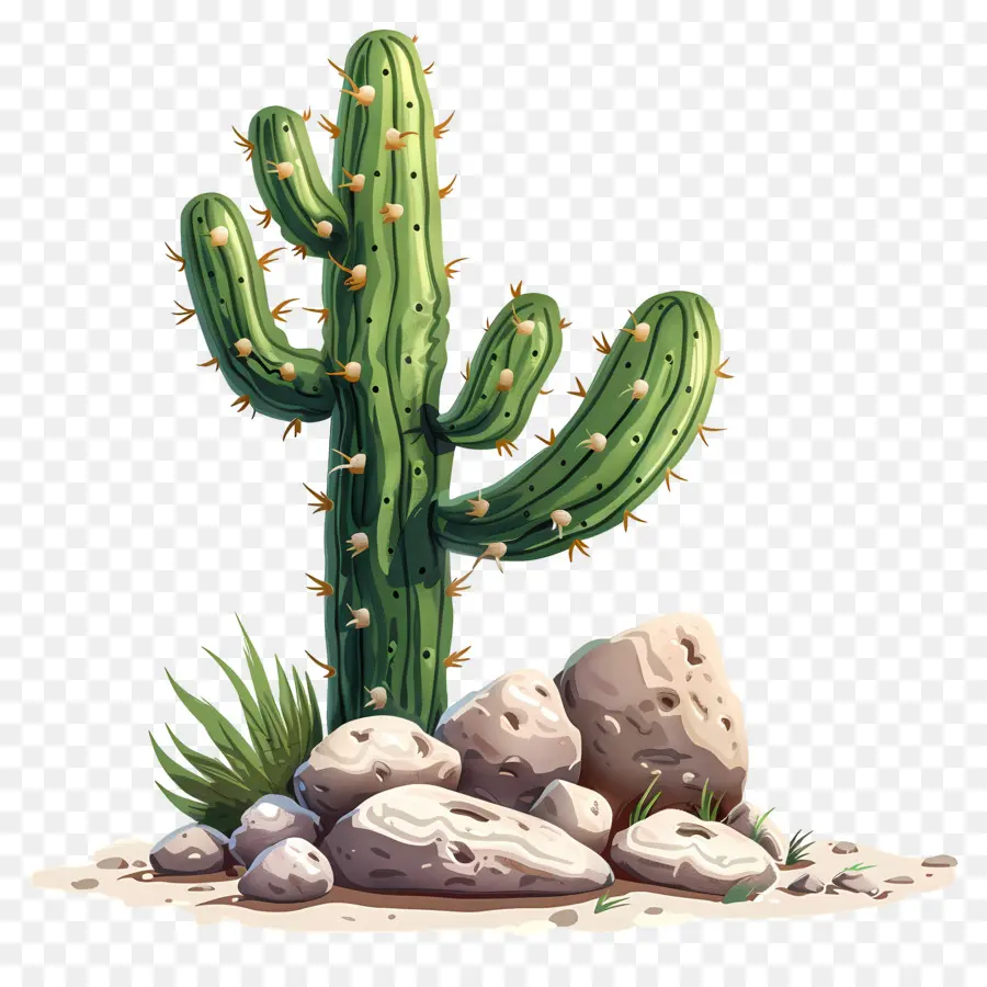 Cactus Con Rocas，Cactus PNG