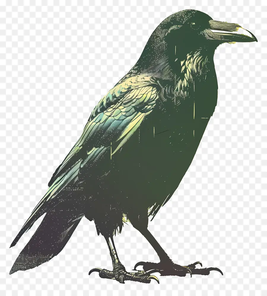 Cuervo，Pájaro Negro PNG