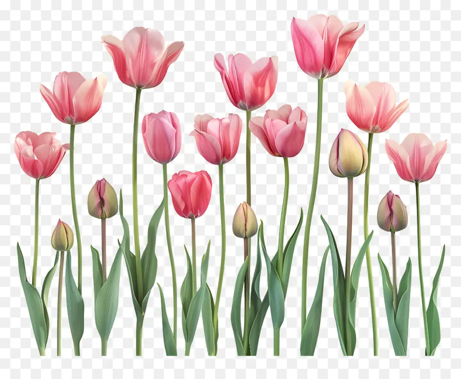 Los Tulipanes，Rojo PNG