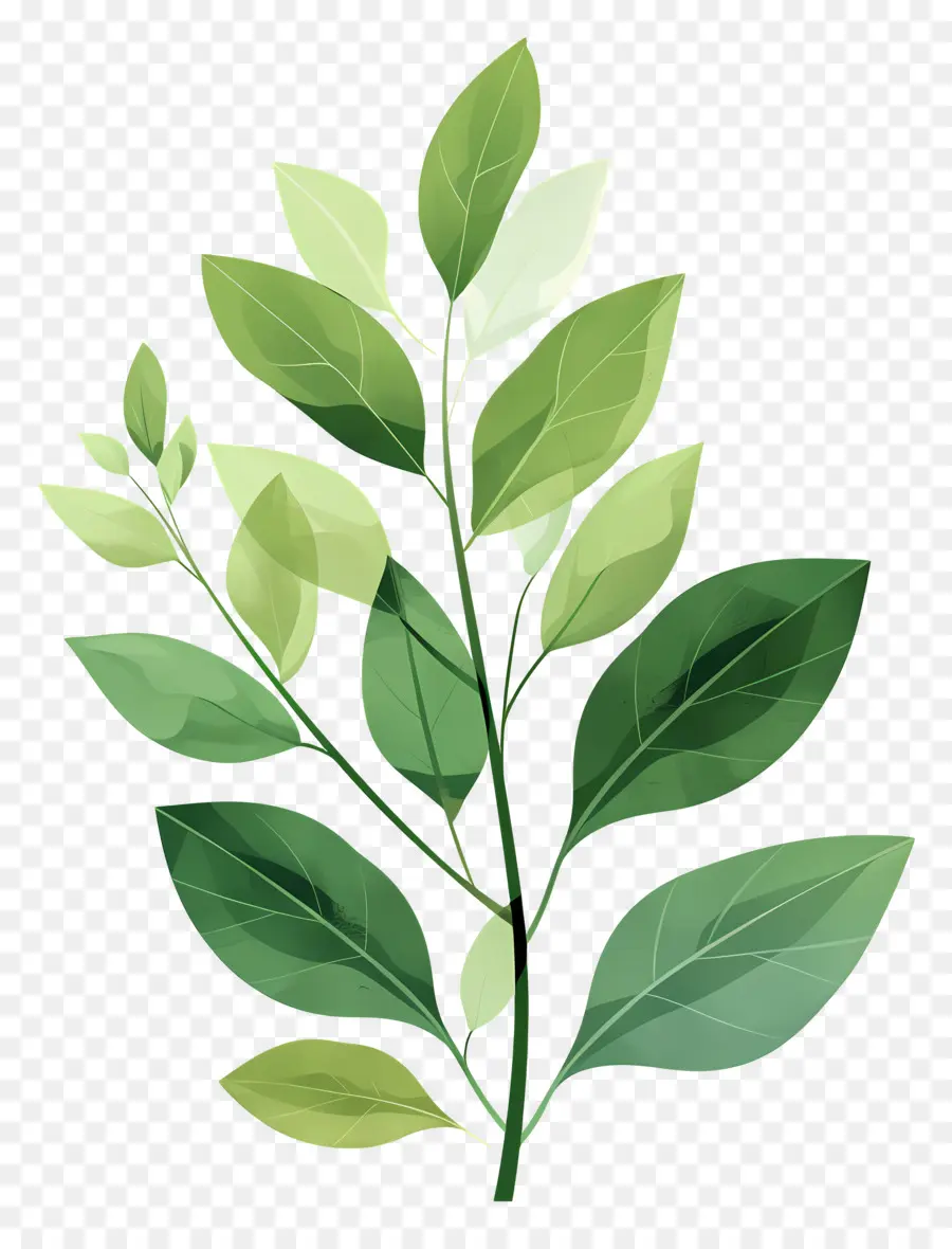 Planta Verde，Hojas PNG