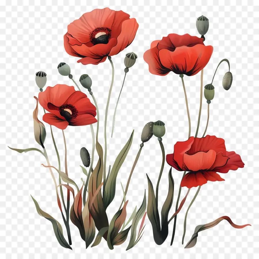 Flores De Amapola，Amapolas Rojas PNG