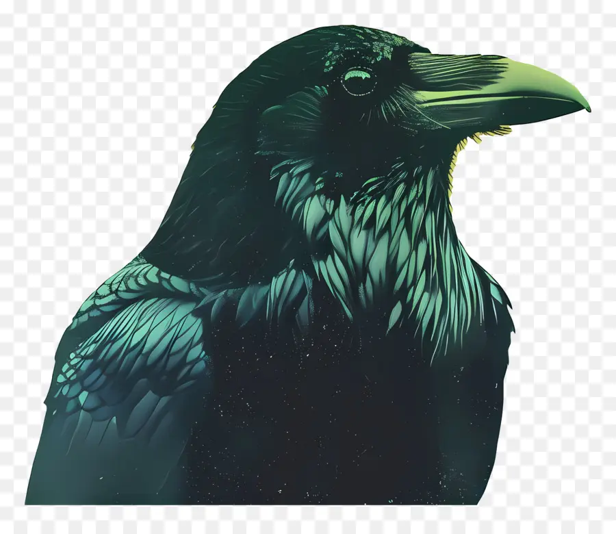 Cuervo，Aves PNG