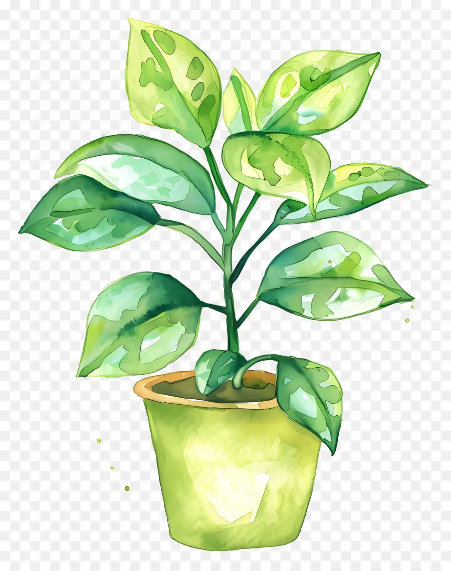 Planta De Interior，Planta Verde En Maceta PNG