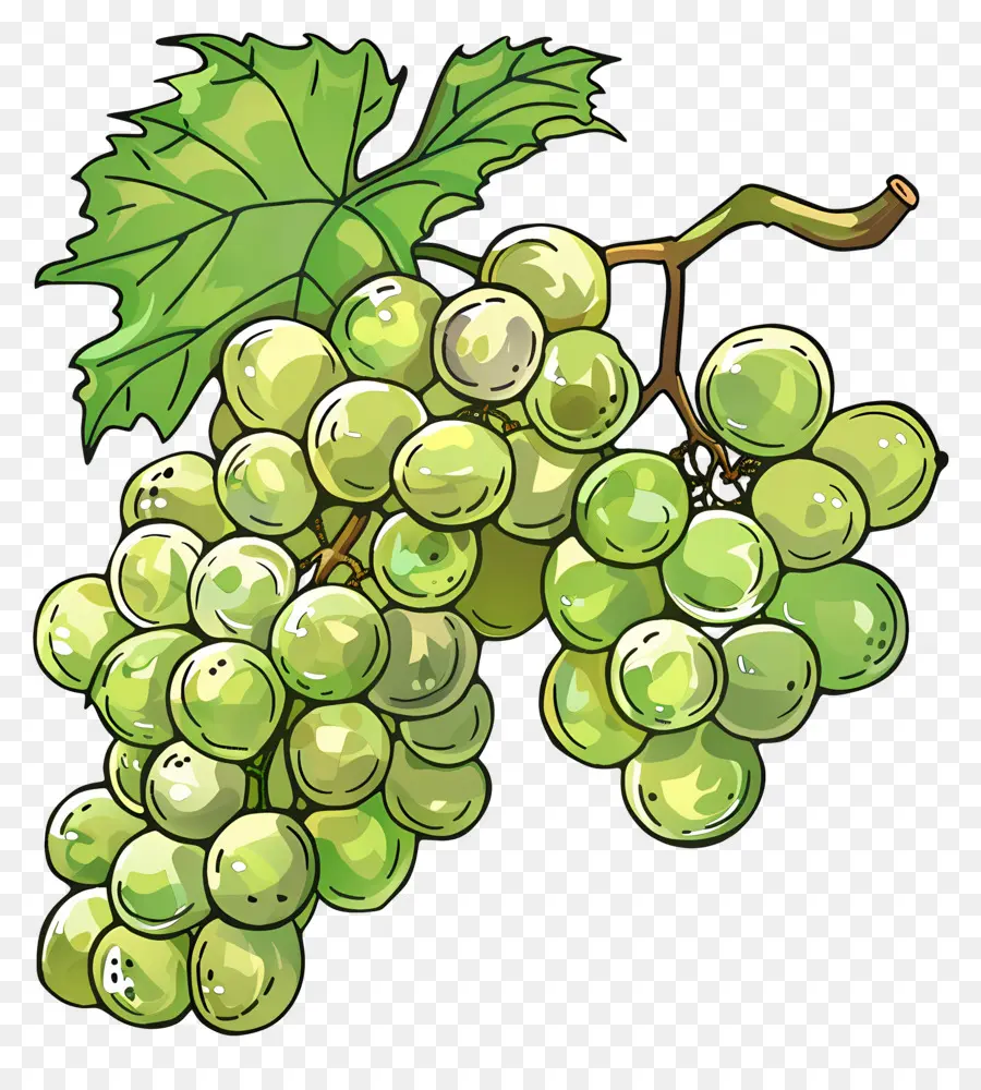 Uvas Verdes，Vid PNG