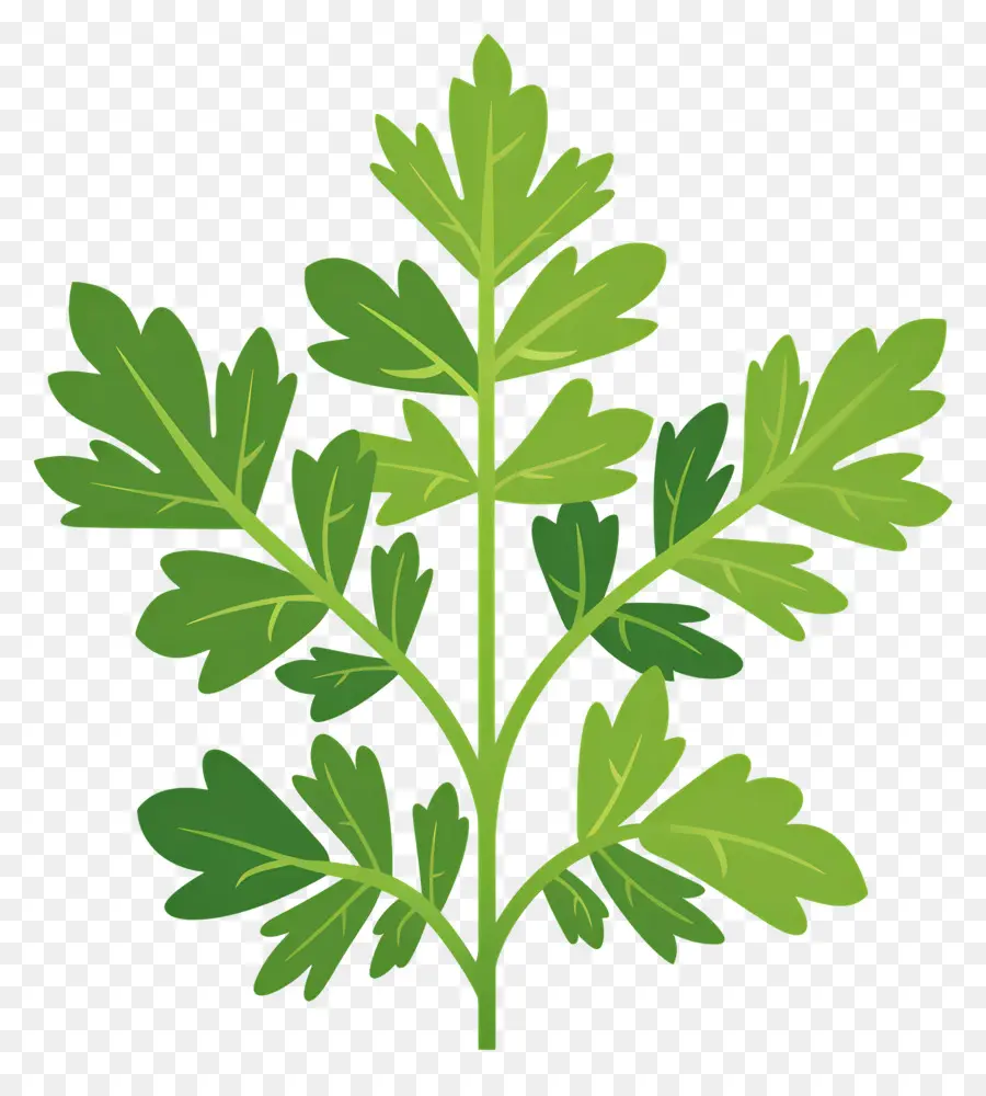 Hoja De Perejil，Verde Hierba PNG