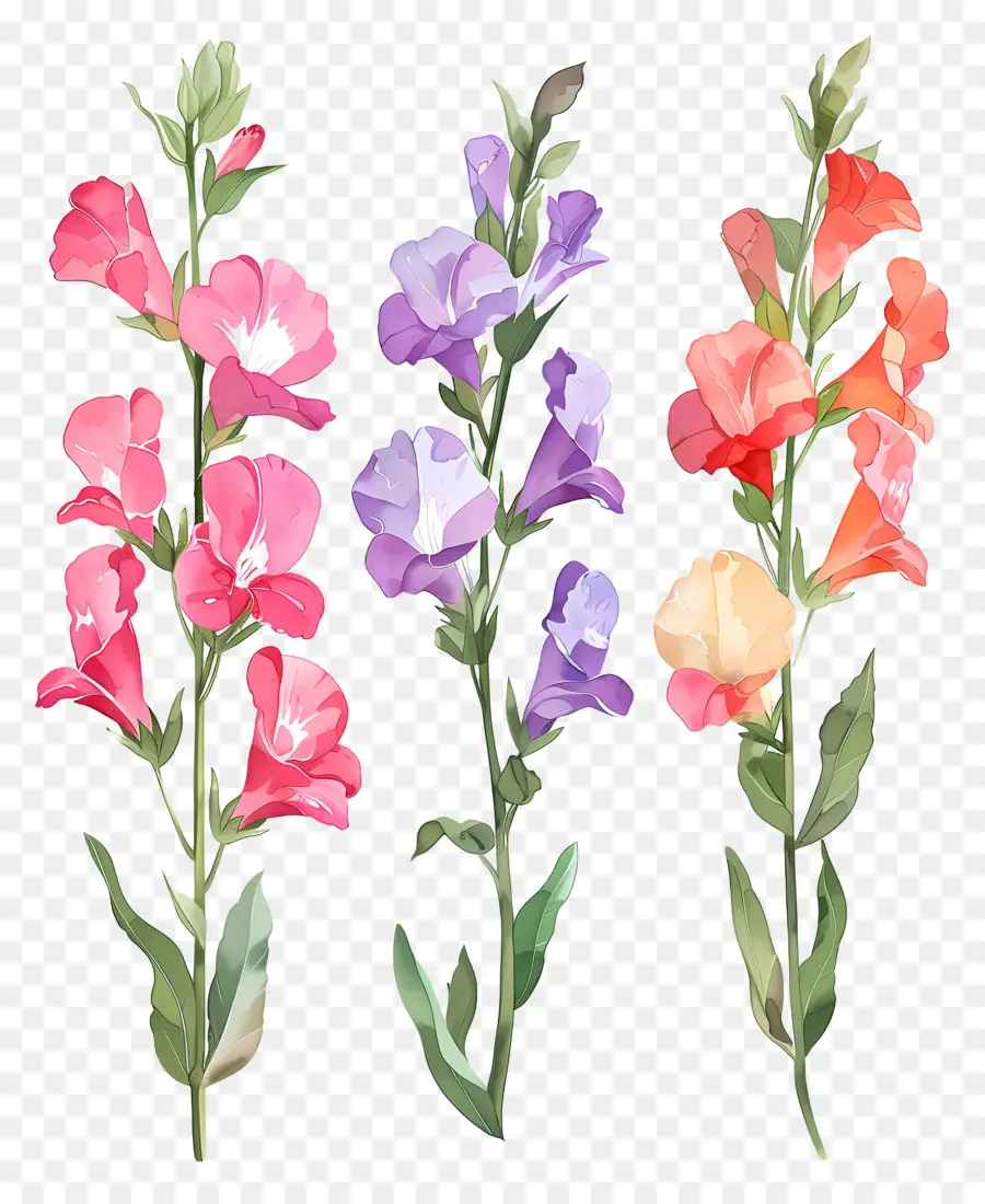 Flores De Snapdragon，Flores PNG