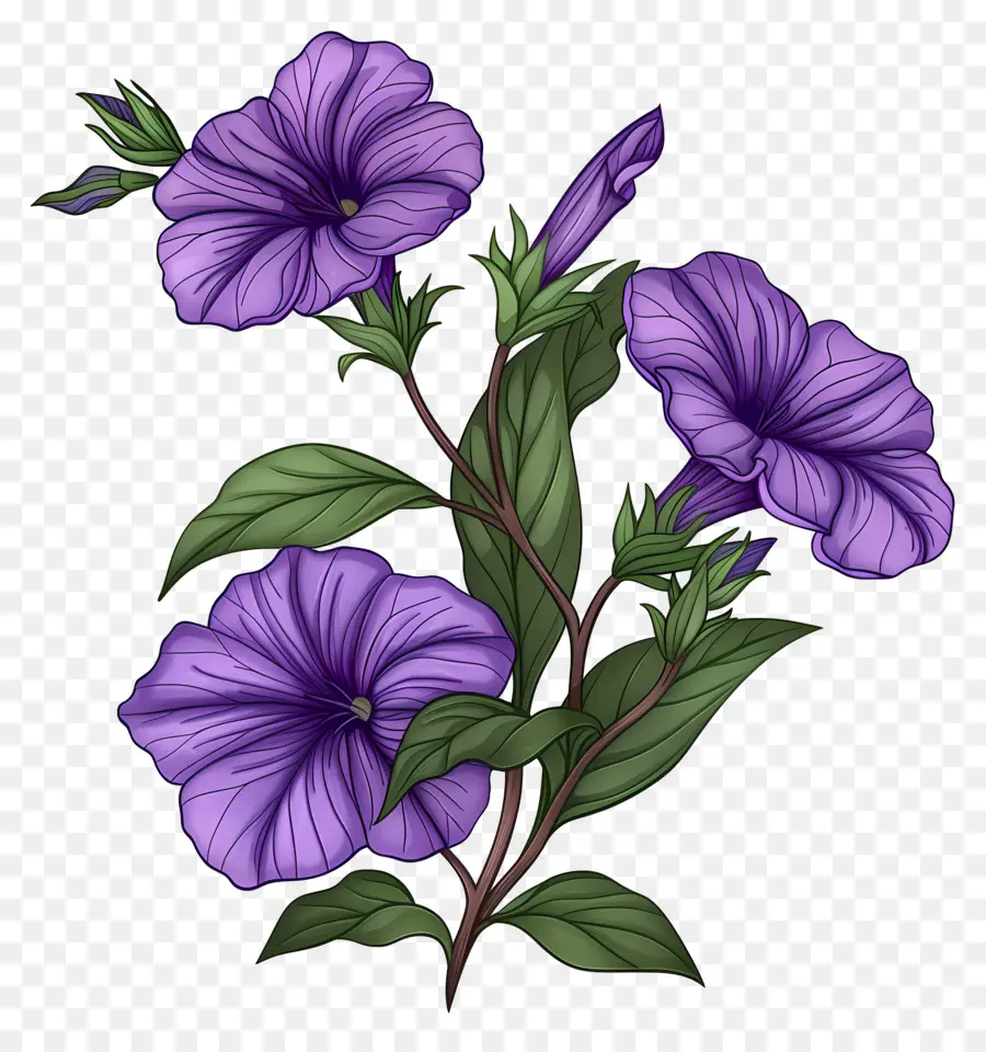 Petunia Flores，Flores De Color Púrpura PNG