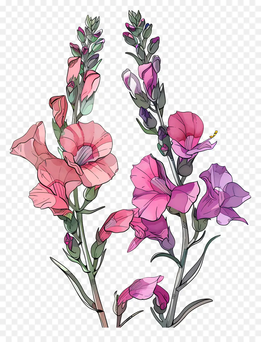 Flores De Snapdragon，Flores De Colores PNG