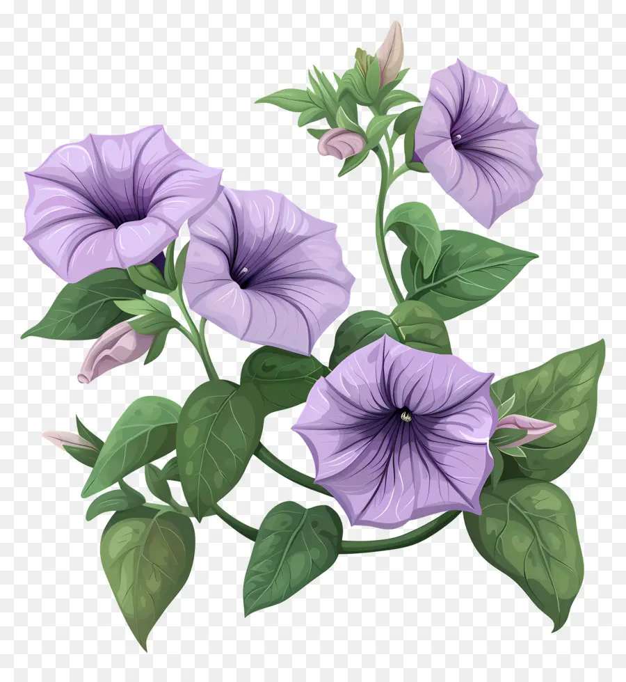 Flores De Petunia，Gloria De La Mañana PNG