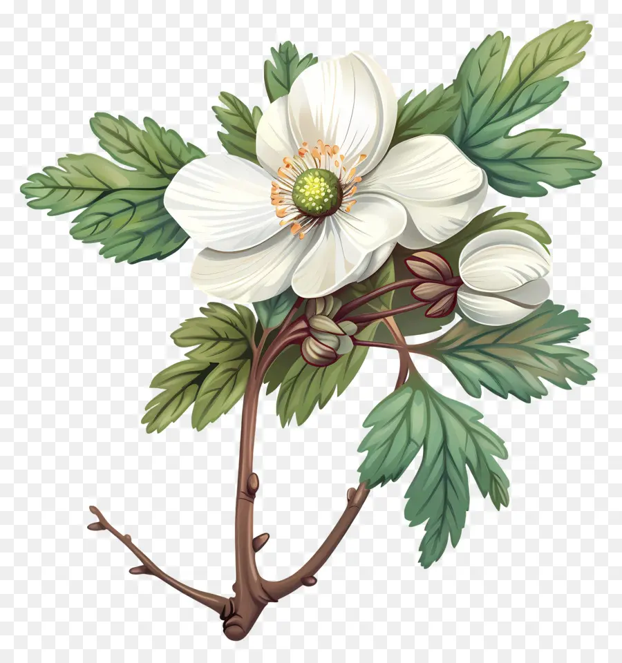 Flores Anémonas，Flor Blanca PNG