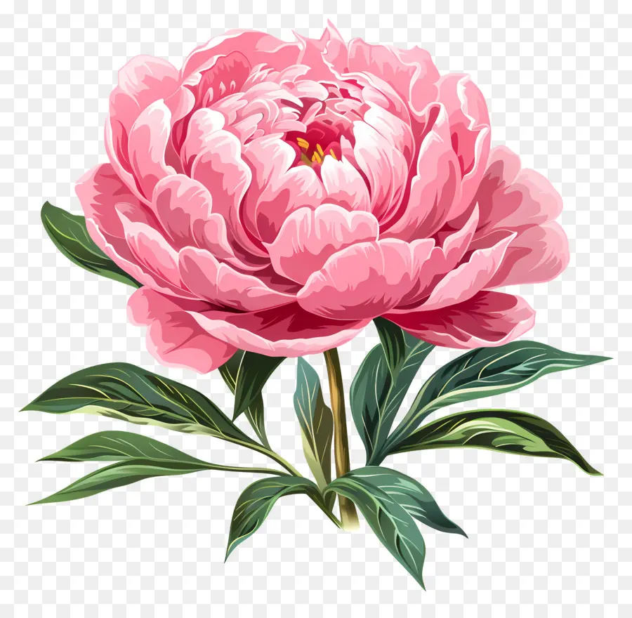 Peonía Rosa，Flor PNG