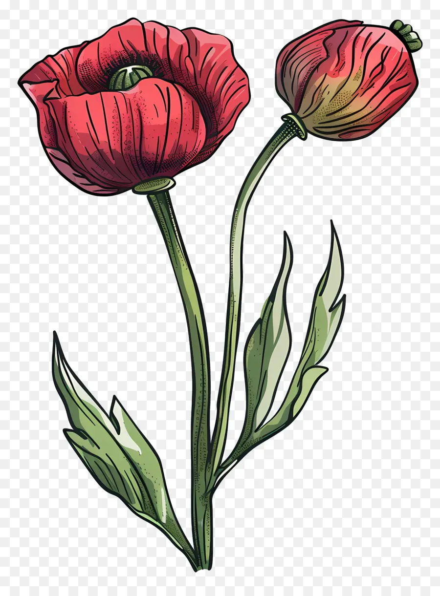 Flores De Amapola，Tulipanes Rosados PNG